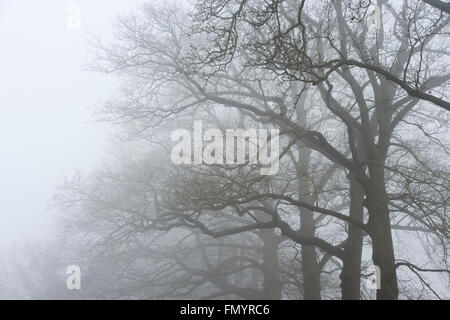 Misty quercia rami nella nebbia. Regno Unito Foto Stock