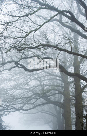 Misty quercia rami nella nebbia. Regno Unito Foto Stock