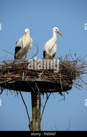 Due cicogne bianche sul loro nido in primavera Foto Stock