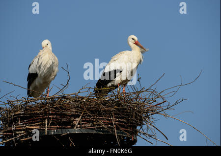 Due cicogne bianche sul loro nido in primavera Foto Stock