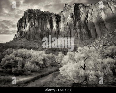 Caduta pioppi neri americani colorati alberi e formazioni rocciose. Parco nazionale di Capitol Reef, Utah Foto Stock