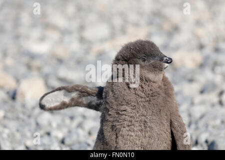 L'Antartide, penisola antartica, Marrone Bluff. Adelie penguin, chick Foto Stock