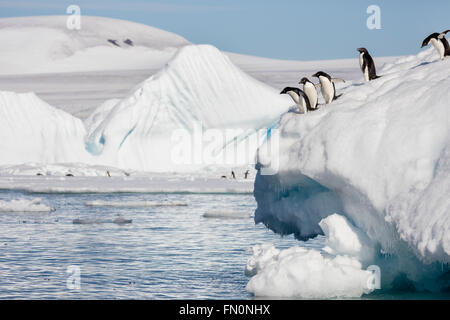 L'Antartide, penisola antartica, Marrone Bluff. Adelie penguin, pinguini immersioni subacquee iceberg Foto Stock