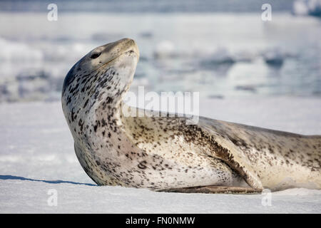 L'Antartide, penisola antartica, Marrone Bluff., Leopard tenuta su ghiaccio floe Foto Stock