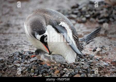 L'Antartide, penisola antartica, Port Lockroy, gentoo penguin, adulti con ceci su nest Foto Stock