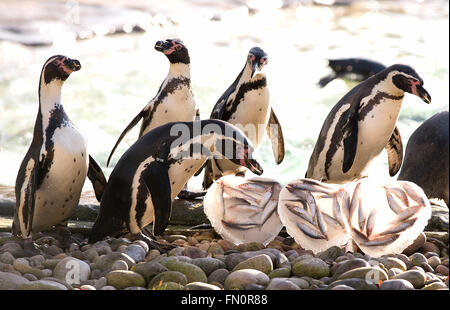 Come il giorno di San Valentino si avvicina, ZSL London Zoo di colonia di pinguini Humboldt sono offerti un San Valentino a tema per trattare dei loro pesci preferiti, servito nel cuore a forma di blocchi di ghiaccio a celebrare San Valentino" giorno, e per evidenziare l'inizio del pinguino mari di allevamento Foto Stock