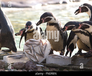 Come il giorno di San Valentino si avvicina, ZSL London Zoo di colonia di pinguini Humboldt sono offerti un San Valentino a tema per trattare dei loro pesci preferiti, servito nel cuore a forma di blocchi di ghiaccio a celebrare San Valentino" giorno, e per evidenziare l'inizio del pinguino mari di allevamento Foto Stock