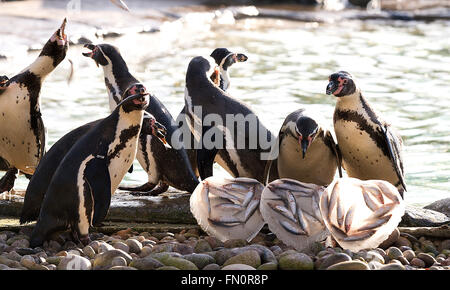 Come il giorno di San Valentino si avvicina, ZSL London Zoo di colonia di pinguini Humboldt sono offerti un San Valentino a tema per trattare dei loro pesci preferiti, servito nel cuore a forma di blocchi di ghiaccio a celebrare San Valentino" giorno, e per evidenziare l'inizio del pinguino mari di allevamento Foto Stock