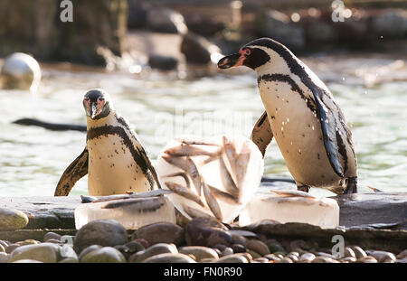 Come il giorno di San Valentino si avvicina, ZSL London Zoo di colonia di pinguini Humboldt sono offerti un San Valentino a tema per trattare dei loro pesci preferiti, servito nel cuore a forma di blocchi di ghiaccio a celebrare San Valentino" giorno, e per evidenziare l'inizio del pinguino mari di allevamento Foto Stock