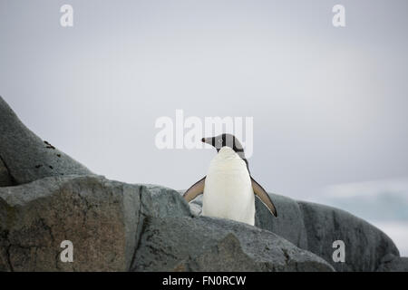 L'Antartide, penisola antartica, Petermann Island, Adelie penguin. Foto Stock