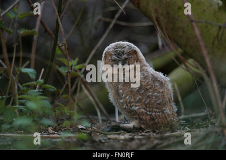 Allocco (Strix aluco ), giovani inesperti, nascondendo nel sottobosco di una foresta, dormire, occhi chiusi, minacciati da rapaci. Foto Stock