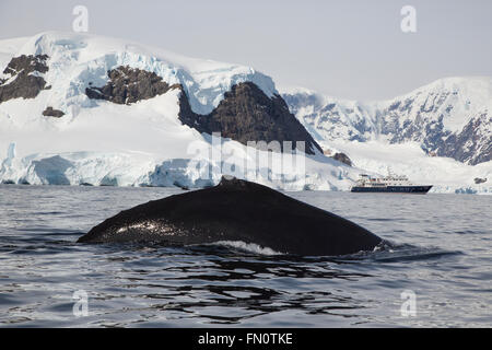 L'Antartide, penisola antartica, Wilhemina Bay, Humpback Whale (Megaptera novaeangliae) con Expedition nave Hanse Explorer Foto Stock