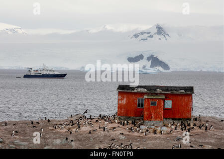 L'Antartide, penisola antartica, Trinità Isola, Mikkelsen Harbour, pinguini Gentoo sulla riva, Expedition nave Hanse Explorer. Foto Stock