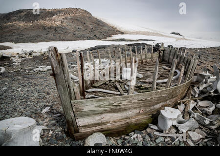 L'Antartide, penisola antartica, Trinità Isola, Mikkelsen Harbour, vecchia barca sulla spiaggia circondato da ossa di balena Foto Stock