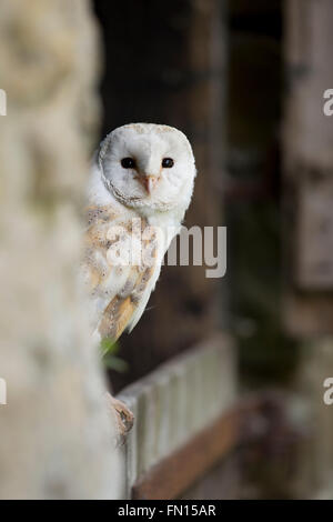 Barbagianni; Tyto alba unico ritratto del Galles; Regno Unito Foto Stock