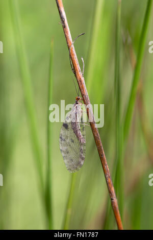 Caddis Fly; molla; Regno Unito Foto Stock