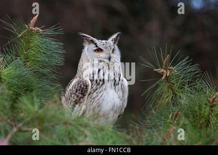 Siberiano orientale Gufo reale; Bubo bubo yenisseensis Captive unico REGNO UNITO Foto Stock