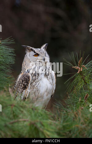 Siberiano orientale Gufo reale; Bubo bubo yenisseensis Captive unico REGNO UNITO Foto Stock