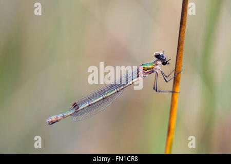 Emerald Damselfly; Lestes sponsa femmina singolo; testa di ritorcitura Cornwall, Regno Unito Foto Stock
