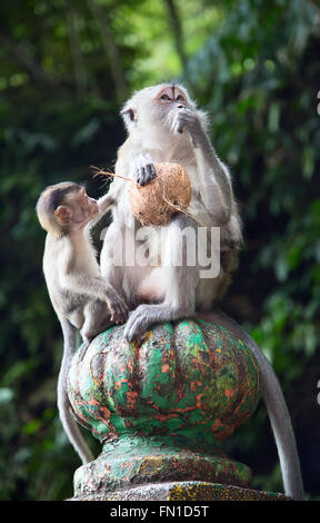 Famiglia di scimmia in famose Grotte Batu santuario vicino a Kuala Lumpur in Malesia Foto Stock