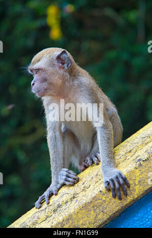 Monkey in famose Grotte Batu santuario vicino a Kuala Lumpur in Malesia Foto Stock