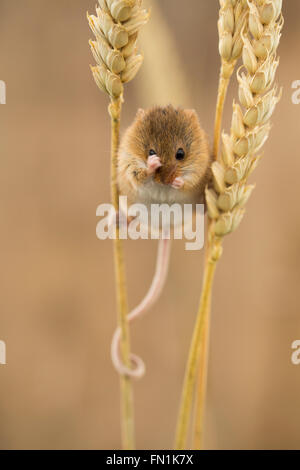 Harvest Mouse; Micromys minutus Grooming unico REGNO UNITO Foto Stock