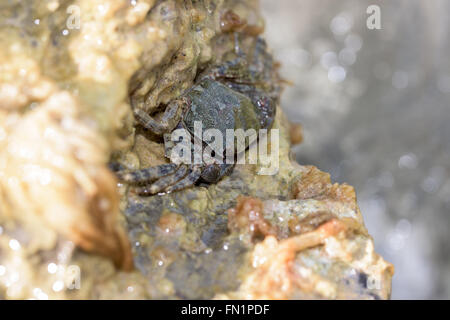 Piccolo granchio di mare su una roccia Foto Stock