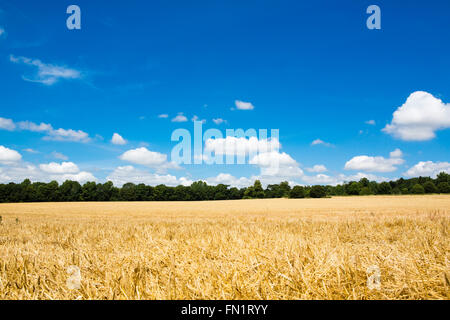 Aprire il campo di mais in estate al sole con profondo cielo blu e nuvole bianche. Foto Stock