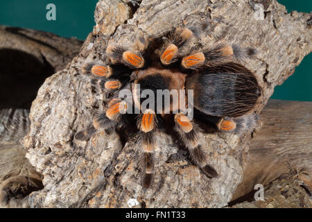 Rossa messicana ginocchio-Tarantola ragno (Brachypelma smithi). Foto Stock