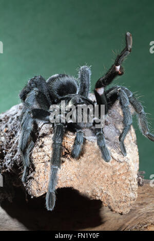 Nero brasiliano Tarantola ragno (Grammostola pulchra). Sollevando una zampa anteriore. Posa difensiva. Foto Stock