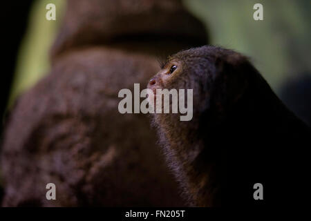 Il marmoset pigmeo ( Cebuella pygmaea ) nativo scimmia alle foreste pluviali della western Bacino Amazzonico in Sud America Foto Stock