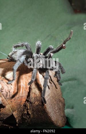 Nero brasiliano Tarantola ragno (Grammostola pulchra). Sollevando una zampa anteriore, indicativo apprensivi circolazione, avvertimento, la postura. Foto Stock