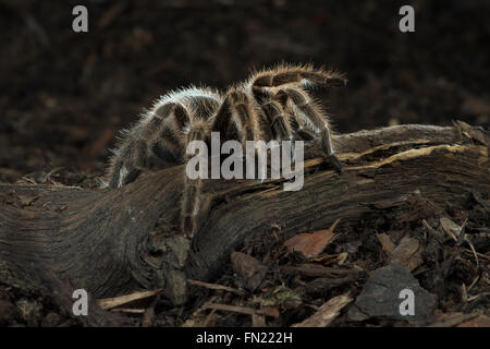 Rosa cilena Tarantula (Grammostola rosea) Foto Stock