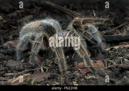 Rosa cilena Tarantula (Grammostola rosea) Foto Stock