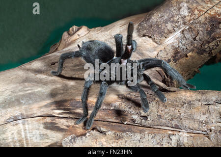 Nero brasiliano Tarantola ragno (Grammostola pulchra). Sollevando una zampa anteriore, indicativo di un avvertimento, posizione difensiva. Foto Stock