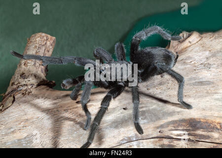 Nero brasiliano Tarantola ragno (Grammostola pulchra). Sollevando una zampa anteriore, indicativo di un apprensivi, avvertimento, la postura. Foto Stock