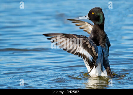 Maschio Scaup minore sbattimento Ali Foto Stock