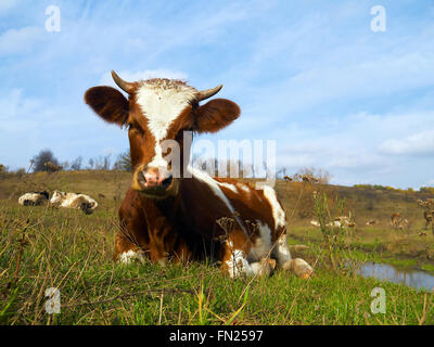 Pezzati mucca in posa l'erba del prato con molte mucche e cielo blu in background Foto Stock