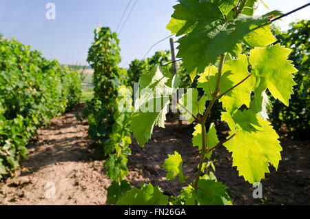 Paesaggio in vigna in estate, Katselovo, Bulgaria Foto Stock