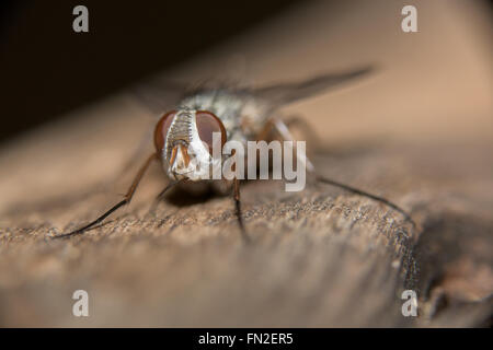 Close-up di un fly seduto su un log Foto Stock