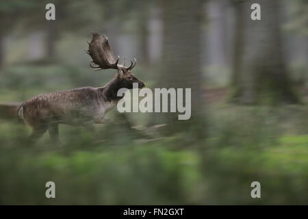 Daino / Damhirsch ( Dama Dama ) a correre attraverso un naturale aperto foresta, fuggendo animale, in motion, panning tecnica. Foto Stock