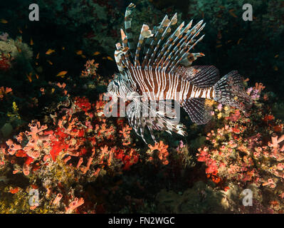 Un pesce leone si trova sopra un arco di coralli duri e morbidi su una barriera corallina nelle Maldive, piccoli pesci arancioni si muovono attraverso il corallo sottostante