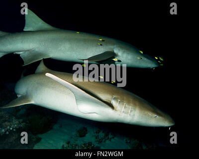 Fotografia in flash scattata in un tuffo notturno nelle Maldive, un paio di squali nuota nuota fuori dalle tenebre, seguiti da un piccolo pesce giallo Foto Stock