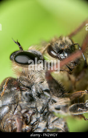 Close-up di una libellula mangiare un'ape Foto Stock