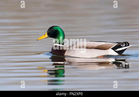 Il Germano Reale maschio, Anas platyrhynchos Foto Stock