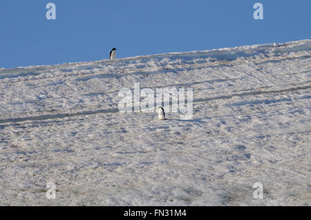 Due pinguini Adélie (Pygoscelis adeliae) sul ghiacciaio al di sopra della Baia di speranza. Speranza Bay, Trinità Penisola, Penisola Antartica Foto Stock