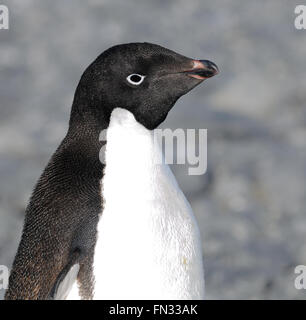 Ritratto di un pinguino Adélie (Pygoscelis adeliae). Speranza Bay, l'Antartide. Foto Stock