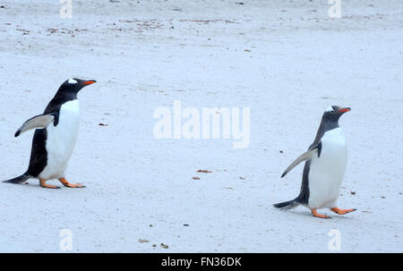 Due Gentoo Peuguins (Pygoscelis papua) Camminare lungo la spiaggia di sabbia bianca di Leopard Baia a Mare. Isola di carcassa, Isole Falkland. Foto Stock