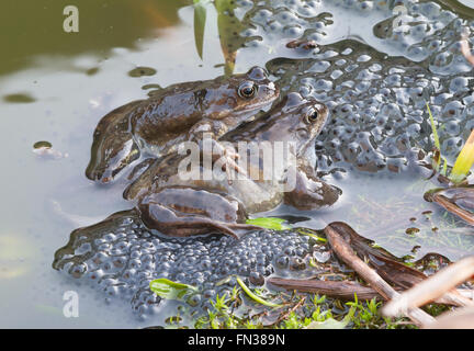 Le rane e frogspawn nel laghetto in giardino, North East England, Regno Unito Foto Stock