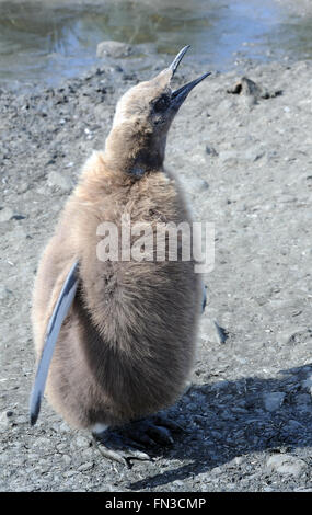 Pinguino reale (Aptenodytes patagonicus) pulcino presso la colonia nidificazione a Salisbury Plain. Salisbury Plain, Georgia del Sud Foto Stock